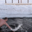 В Мурманске впервые вырубили две купели на Крещение - ИА Nord-News.Ru