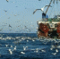 Росрыболовство заключило с рыбаками Северного бассейна договоры о предоставлении инвестквот на строительство флота - Телекомпания ТВ-21