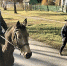 Сергей Цивилев на транспорте мощностью 1 лошадиная сила. - КП Мурманск