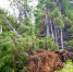 Вчерашний ветер потрепал ботанический сад в Кировске - Вечерний Мурманск