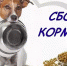 Сегодня в Мурманске соберут корм и вещи для бездомных животных - Мурманский вестник