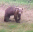 Медведи продолжают терроризировать жителей Териберки - Вечерний Мурманск