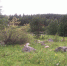 Лес - Телекомпания ТВ-21
