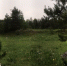 Лес - Телекомпания ТВ-21