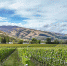 Российская винодельня попала в ТОП-100 World’s Best Vineyards - SeverPost.ru