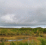 Лес - Телекомпания ТВ-21