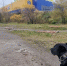 В Мурманске на Радищева в ноябре появится новая площадка для кинологов - ИА Nord-News.Ru