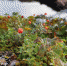 Первая семейная студия керамики "Морошка" появится в Полярных Зорях - ИА B-Port.Com