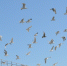 Число чаек на мусорном полигоне под Мурманском сократилось до 2000 - ИА Nord-News.Ru
