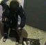 Полиция проводит проверку после сообщения о подростке в Апатитах, истязавшем собаку - Hibiny.Com