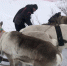 До конца года оленеводство в Мурманской области поддержат на 25,9 млн - ИА Nord-News.Ru