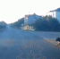 В Мурманске водитель сбил испуганную от пинка собаку [видео] - SeverPost.ru