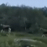 Лоси - Телекомпания ТВ-21