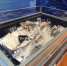 Экспортёры Мурманской области на выставке China Fisheries and Seafood Expo 2023 в Циндао - Правительство Мурманской области