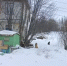 В Мурманске отлов займётся бродячими собаками в «Больничном городке» - ИА Nord-News.Ru