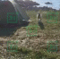 Волк пришел в палаточный лагерь к мурманчанам - Телекомпания ТВ-21
