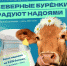 Бурёнки Мурманской области стали давать больше молока - Арктик-ТВ