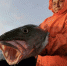 Задача - сохранить запасы рыбы в океане - Мурманский вестник