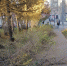 Мурманчане возмущены спилом деревьев в центре города - SeverPost.ru