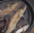 Крупнейший косяк трески в Атлантическом океане убил более 10 млн особей мойвы - ИА B-Port.Com