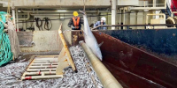 Более 130 тысяч тонн мурманской рыбной продукции экспортировано за рубеж - ИА Nord-News.Ru