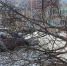 «Ждало, когда подъедет»: дерево упало на авто во дворе в Апатитах - ИА Nord-News.Ru