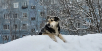 Облачно, снежно и до -16° обещают сегодня в Заполярье - ИА Nord-News.Ru