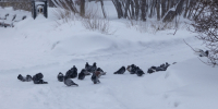 В Мурманской области зафиксировали -39.5° - SeverPost.ru