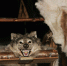 Осенне-зимний сезон охоты завершён - SeverPost.ru