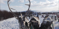 Водители Заполярья вынуждены делить дорогу с северными оленями [видео] - SeverPost.ru