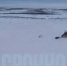 Северяне на снегоходах загоняли росомаху по тундре [видео] - SeverPost.ru
