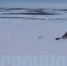Видео с загнанной по тундре росомахой в Заполярье заинтересовало полицию - SeverPost.ru
