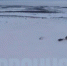 Видео гонок в росомахой проверяет прокуратура - SeverPost.ru