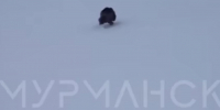 Мурманская прокуратура заинтересовалась видео с гоняющими росомаху туристами - ИА Nord-News.Ru