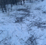 Жителей Мончегорска встревожила вырубка деревьев в городе - SeverPost.ru