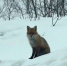 Гостей Териберки встречала лиса [видео] - SeverPost.ru