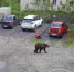 В Шонгуе сняли на видео гуляющего во дворе медведя - КП Мурманск