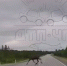 «Возник из ниоткуда»: под Мурманском на трассу выскочил лось (видео) - Мурманский вестник