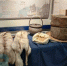 Историю Кольского острога расскажет северянам новая выставка - Мурманский вестник