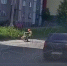 В Мурманске подрались дорожные рабочие [видео] - SeverPost.ru