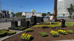 На мурманских клумбах тюльпаны меняют на гвоздики и бархатцы