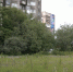 Черёмуха, рябина, сирень, осина. Какой способ высадки деревьев лучше всего подходит для Крайнего Севера - Телекомпания ТВ-21