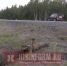 Лося снесли на трассе в Мурманской области - Телекомпания ТВ-21