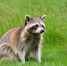 Енотов из популярного «Енотополиса» загрызли собаки - Телекомпания ТВ-21