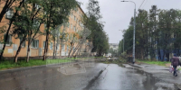 На проезжую часть в Мурманске рухнуло дерево - SeverPost.ru
