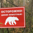 На дороге Никель – «Лотта» заметили взрослого медведя - КП Мурманск