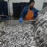 Из Мурманской области экспортировали 87 тысяч тонн рыбы и морепродуктов - КП Мурманск
