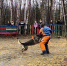 Кинологи апатитского СИЗО-2 отличились на областном чемпионате по спортивно-прикладному собаководству - УФСИН