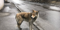 Поправки в закон об ответственном обращении с животными вступили в силу в Мурманской области - ИА B-Port.Com