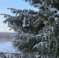 В Мурманской области зафиксировали -24° - SeverPost.ru